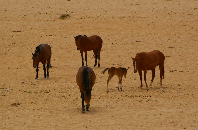 238 Namibia Okt 2006 .JPG